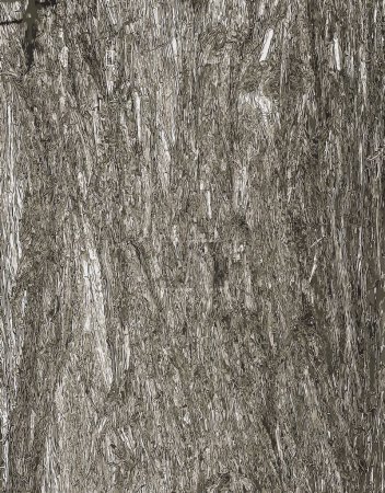 Illustration of the bark texture of Platycladus orientalis, also known as thuja sinensis, thuja orientalis or biota.