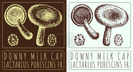 Drawing DOWNY MILK CAP. Hand drawn illustration. The Latin name is LACTARIUS PUBESCENS FR.