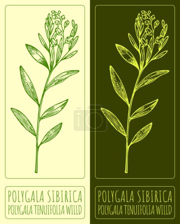 Zeichnung POLYGALA SIBIRICA. Handgezeichnete Illustration. Der lateinische Name ist POLYGALA TENUIFOLIA WILLD.