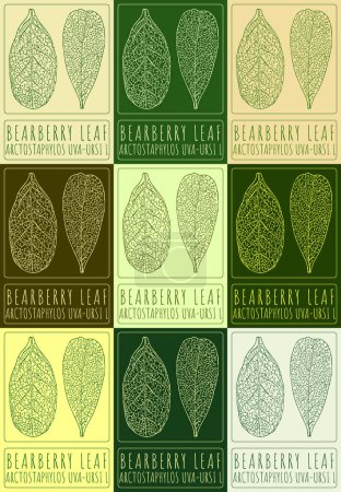 Set of drawing BEARBERRY LEAF in various colors. Hand drawn illustration. The Latin name is ARCTOSTAPHYLOS UVA-URSI L.
