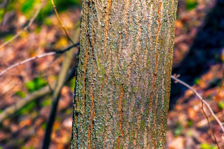 Golden rain tree bark detail - Latin name - Koelreuteria paniculata.