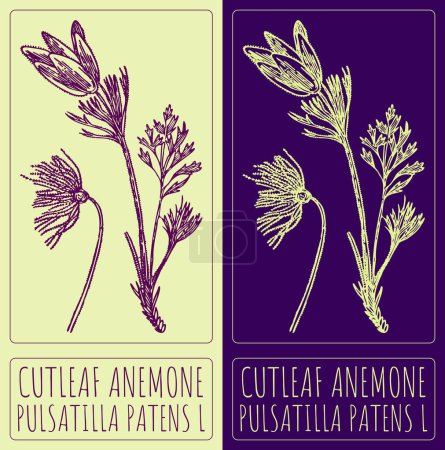 Drawing CUTLEAF ANEMONE. Hand drawn illustration. The Latin name is PULSATILLA PATENS L.
