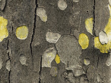 Illustration of the texture of the bark of an oriental plane tree or Platanus orientalis in Latin. Natural military background.