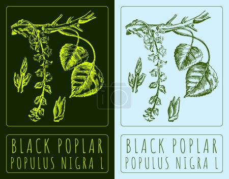 Drawing BLACK POPLAR. Hand drawn illustration. The Latin name is POPULUS NIGRA L.