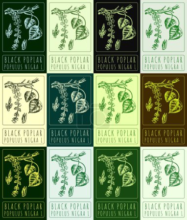 Set of drawing BLACK POPLAR in various colors. Hand drawn illustration. The Latin name is POPULUS NIGRA L.