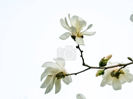 Frühling blauer Himmel und weiße Magnolienkobusblüten.