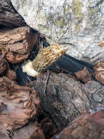 Common morel mushroom Morchella esculenta growing among stones, close-up.