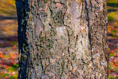 Sycamore bark background. Acer pseudoplatanus L. Texture pattern for designers.