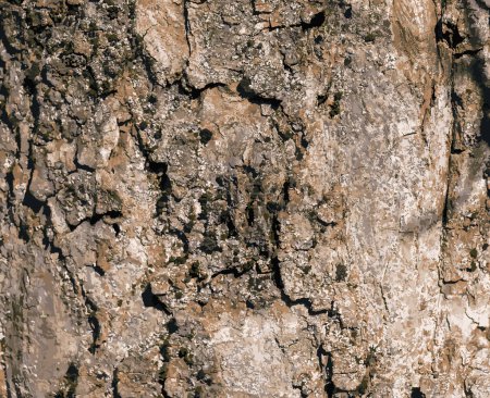 Illustration of Sycamore bark background. Acer pseudoplatanus L. Texture pattern for designers.