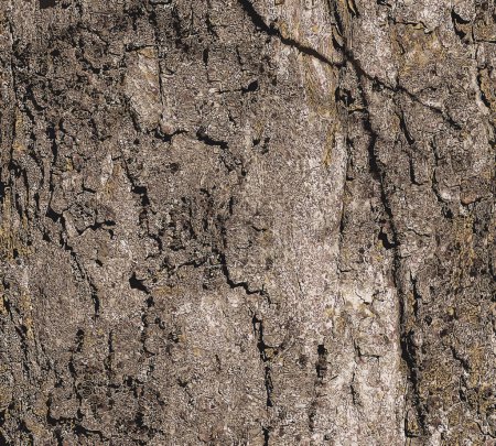 Illustration of Sycamore bark background. Acer pseudoplatanus L. Texture pattern for designers.