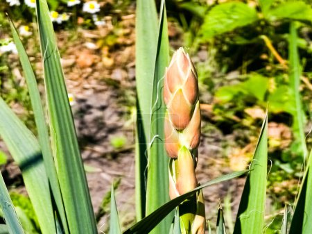 Photo for Yucca palm with buds on the stem. Long green leaves. Plant for the outdoor garden. - Royalty Free Image