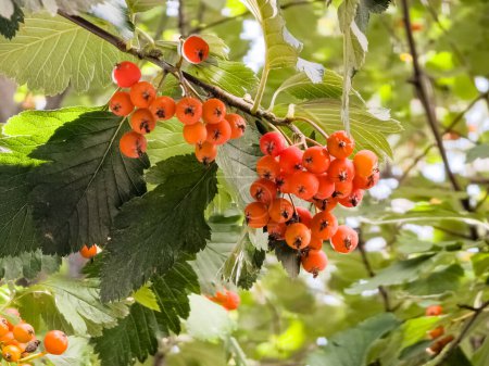 Red fruits of Crataegus or hawthorn. Medicinal plant.