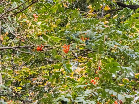 Vogelbeerensträuße wiegen sich im Wind. Heilpflanze. Europäische Eberesche Sorbus aucuparia.