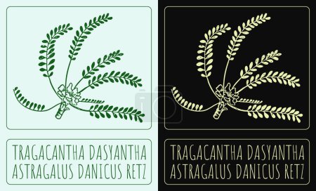 Dessin Tragacantha DASYANTHA. Illustration dessinée à la main. Le nom latin est ASTRAGALUS DANICUS RETZ.