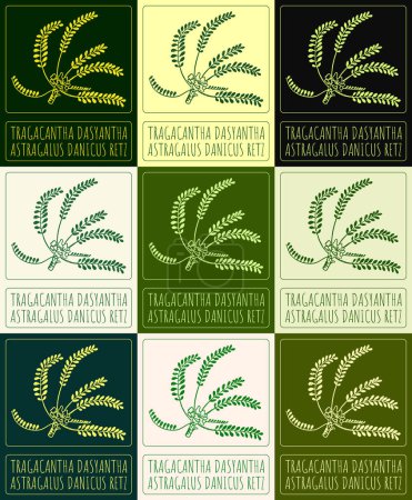Set of drawing Tragacantha DASYANTHA in various colors. Hand drawn illustration. The Latin name is ASTRAGALUS DANICUS RETZ.