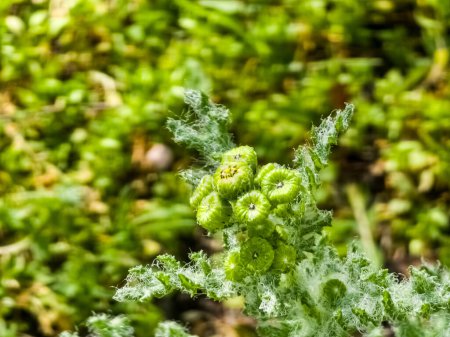 Senecio vernalis crece en la naturaleza a principios de primavera.