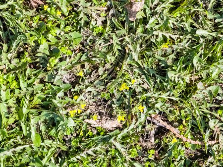 Moneywort, Lysimachia nummularia, Boucles d'or plantes dans le jardin.