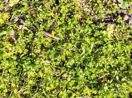Moneywort, Lysimachia nummularia, Ricitos de Oro plantas en el jardín.