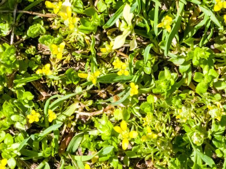 Moneywort, Lysimachia nummularia, Ricitos de Oro plantas en el jardín.