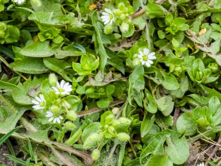 Small white flowers of Stellaria media, chickweed. Floral natural background.