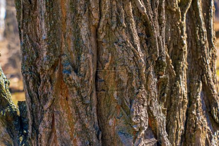 Texture of tree bark with longitudinal deep cracks. Robinia pseudoacacia bark background.