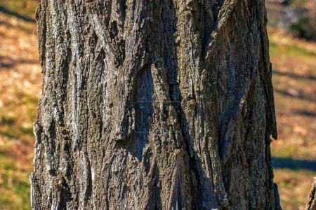 Texture of tree bark with longitudinal deep cracks. Robinia pseudoacacia bark background.
