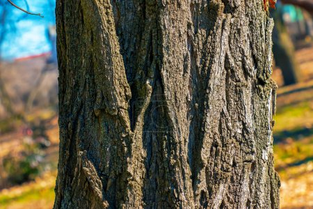 Téléchargez les photos : Texture de l'écorce d'arbre avec fissures profondes longitudinales. Robinia pseudoacacia fond d'écorce. - en image libre de droit