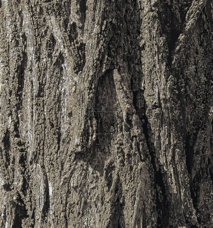 Ilustración de una textura de corteza de árbol con grietas longitudinales profundas. Robinia pseudoacacia corteza fondo.