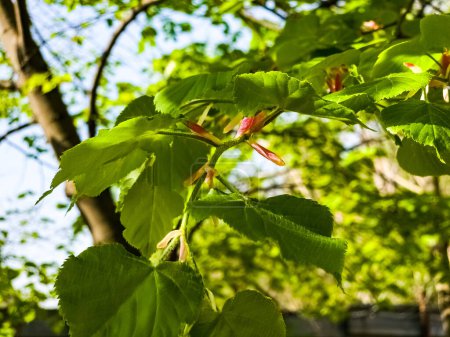Hojas y brotes jóvenes de tilo en la primavera, árbol de Tilia.