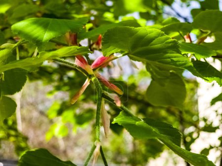 Jeunes feuilles et bourgeons de tilleul au printemps, Tilia tree.