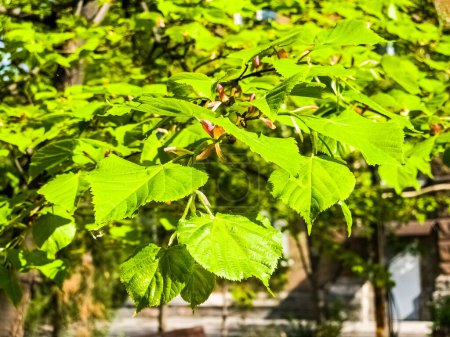 Junge Lindenblätter und -knospen im Frühling, Tilia-Baum.