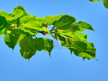 Young linden tree leaves and buds in the spring, Tilia tree.