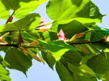 Hojas y brotes jóvenes de tilo en la primavera, árbol de Tilia.