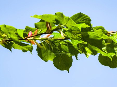 Jeunes feuilles et bourgeons de tilleul au printemps, Tilia tree.