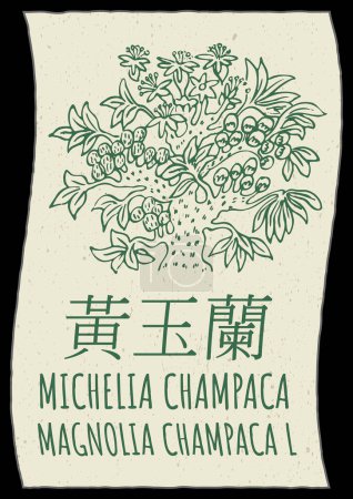 Dibujo de MICHELIA CHAMPACA en chino. Ilustración hecha a mano. El nombre en latín es MAGNOLIA CHAMPACA L.