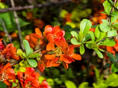 Bright red flowers of a Flowering quince, Chaenomeles speciosa, shrub. a thorny deciduous or semi-evergreen shrub also known as Japanese quince or Chinese quince