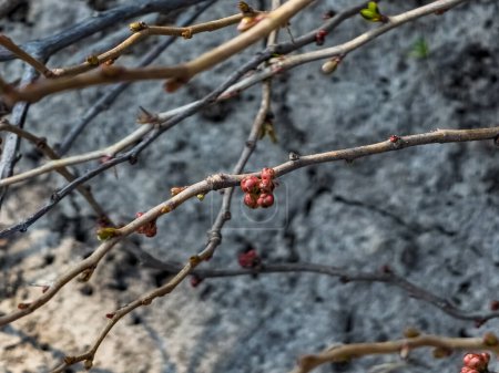 Brotes de flores y hojas de Chaenomeles speciosa, un arbusto. un arbusto espinoso de hoja caduca o semi-perenne, también conocido como membrillo japonés o membrillo chino.