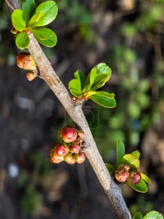 Buds of flowers and leaves of Chaenomeles speciosa, a shrub. a thorny deciduous or semi-evergreen shrub, also known as Japanese quince or Chinese quince.