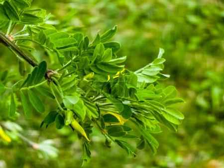 Foto de Arbusto de guisante Caragana frutex, planta Xerophilous. Acacia estepa a principios de primavera. - Imagen libre de derechos