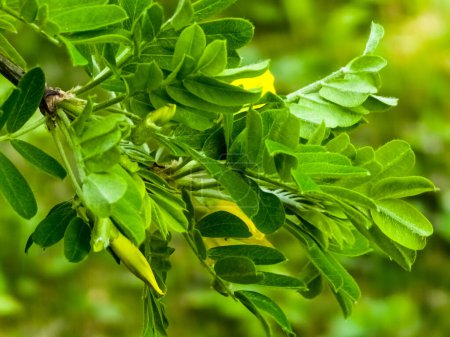 Arbusto de guisante Caragana frutex, planta Xerophilous. Acacia estepa a principios de primavera.