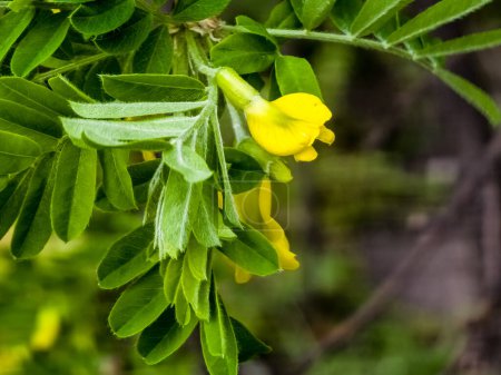 Foto de Arbusto de guisante Caragana frutex, planta Xerophilous. Acacia estepa a principios de primavera. - Imagen libre de derechos