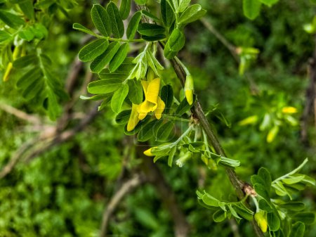 Arbuste de pois Caragana frutex, plante xérophile. Steppe acacia au début du printemps.
