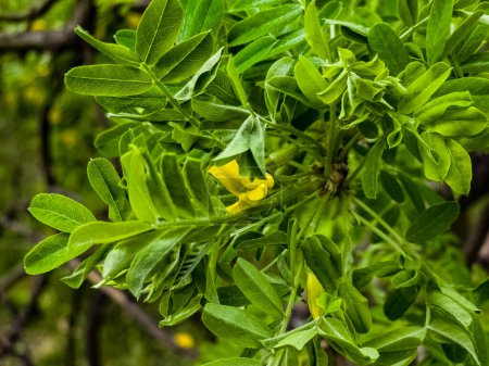 Erbsenstrauch Caragana frutex, Xerophile Pflanze. Steppenakazie im zeitigen Frühling.