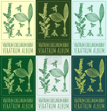 Set of drawing VERATRUM ALBUM in various colors. Hand drawn illustration. The Latin name is VERATRUM LOBELIANUM BERNH.