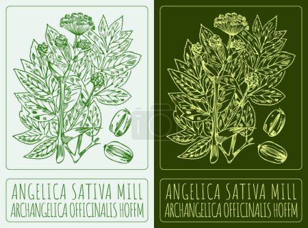 Drawing ANGELICA SATIVA MILL. Hand drawn illustration. The Latin name is ARCHANGELICA OFFICINALIS HOFFM.