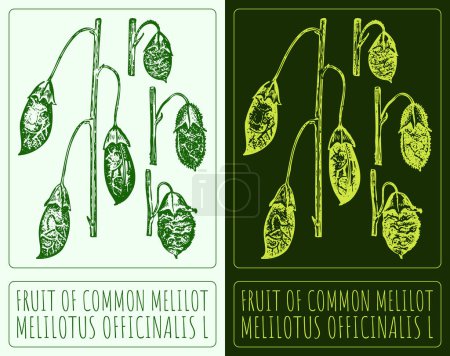 Drawing FRUIT OF COMMON MELILOT. Hand drawn illustration. The Latin name is MELILOTUS OFFICINALIS L