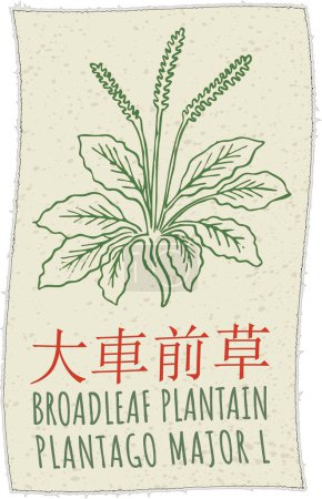 Drawing BROADLEAF PLANTAIN in Chinese. Hand drawn illustration. The Latin name is PLANTAGO MAJOR L.