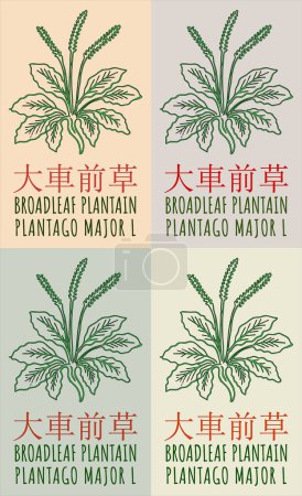 Set of drawing BROADLEAF PLANTAIN in Chinese in various colors. Hand drawn illustration. The Latin name is PLANTAGO MAJOR L.