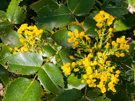 Téléchargez les photos : Mahonia aquifolium. Fleurs jaune vif mahonia japonica buisson. - en image libre de droit