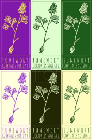 Set of drawing FUMEWORT in various colors. Hand drawn illustration. The Latin name is CORYDALIS SOLIDA L.